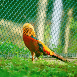 秦岭四宝科学公园