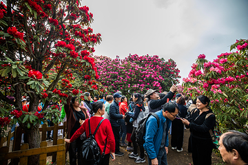 百里杜鹃风景区第 45 张图片