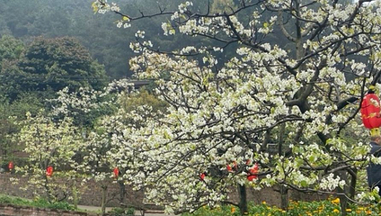 梨花溪风景区第 1 张图片