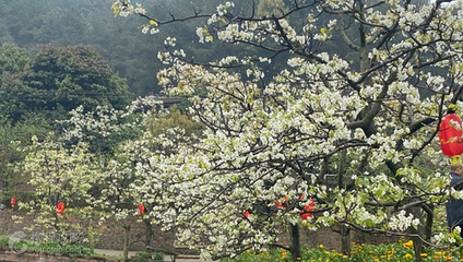 梨花溪风景区第 2 张图片