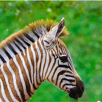 曲阜新鹿动物园