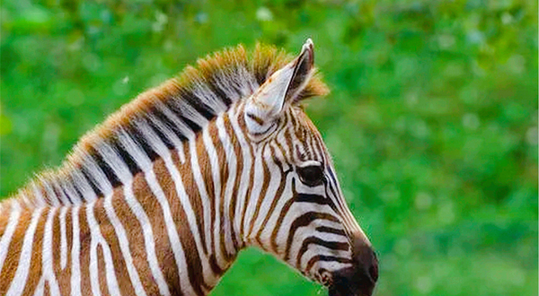 曲阜新鹿动物园