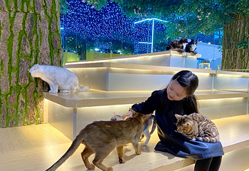 猫咪博物馆第 5 张图片