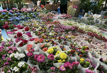 昆明斗南花卉市场第 7 张图片