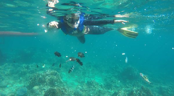 Lovina Dolphin Watching