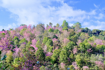 景迈山茶林文化景区第 16 张图片
