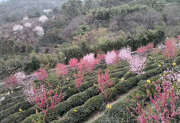 花乡茶谷旅游景区第 86 张图片