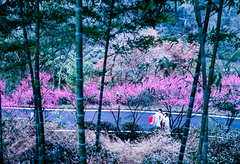 花乡茶谷旅游景区第 47 张图片