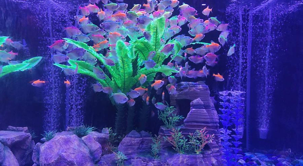 藏游坛城奇幻海洋馆