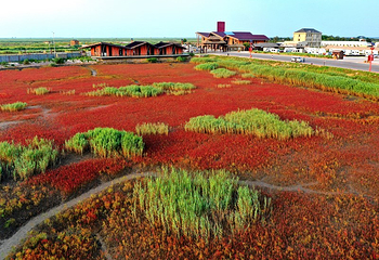 红海滩国家风景廊道第 137 张图片
