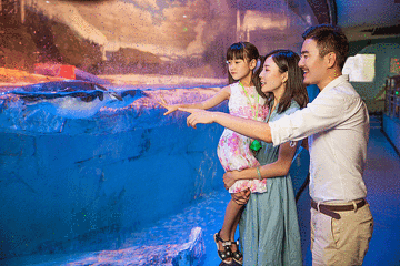 海合安成都极地海洋公园第 90 张图片