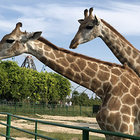 盐城大丰港动物园