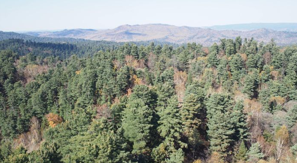 丰林国家级自然保护区