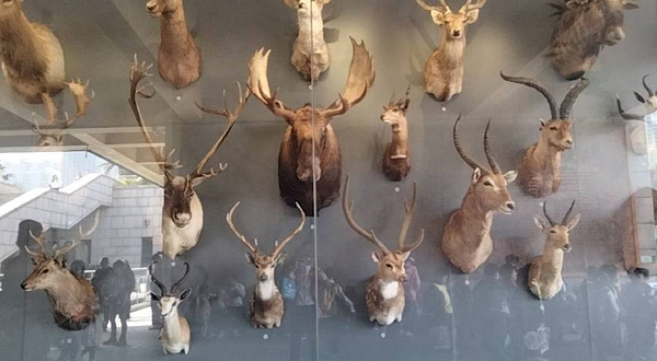 肯尼斯贝林自然博物馆