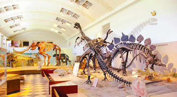 犹他州自然历史博物馆