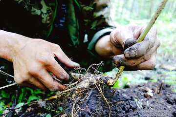 长白山人参采摘园(林下参种植基地)第 1 张图片