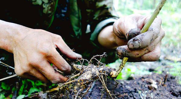 长白山人参采摘园(林下参种植基地)