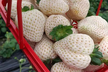 小钱草莓园第 1 张图片
