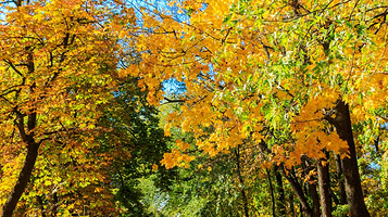 地坛公园银杏大道