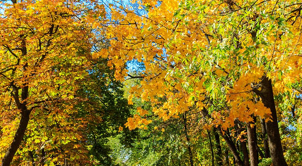 地坛公园银杏大道