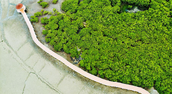 特呈岛红树林湿地公园