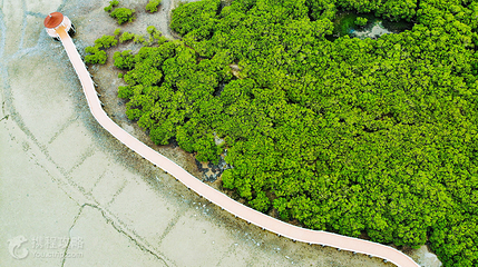 特呈岛红树林湿地公园第 2 张图片