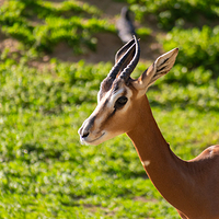 布达佩斯动物园和植物园