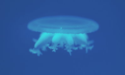 梦幻水母馆第 33 张图片