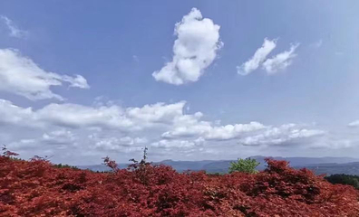 松木咀红枫园第 1 张图片