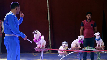 佛手果文旅生态园