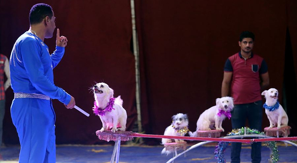 佛手果文旅生态园