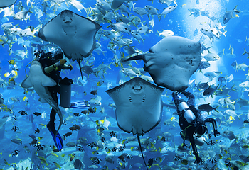 三亚亚特兰蒂斯失落的空间水族馆第 122 张图片