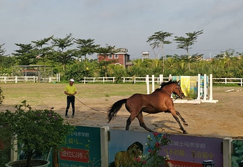 中体骑士马术学府第 11 张图片