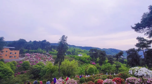 重庆自驾游放牛村杜鹃花