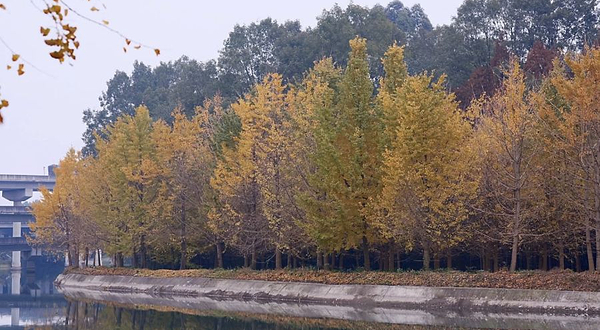 羊马河银杏园