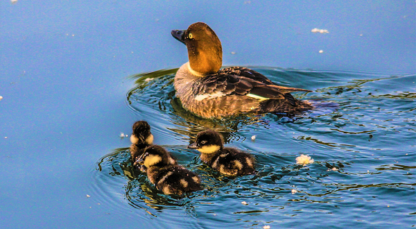 英格尔伍德鸟类保护区
