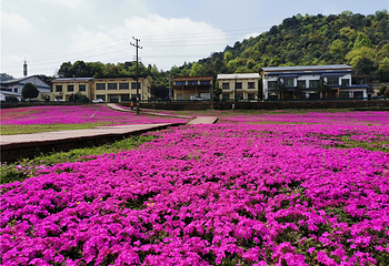 石燕湖芝樱花海第 4 张图片
