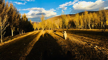 稻城西风渡口马场