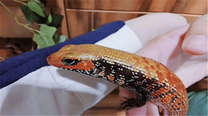 ZoolungZoolung萌宠游乐园(上海第一八佰伴店)第 4 张图片