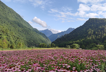 百花谷旅游度假区第 7 张图片