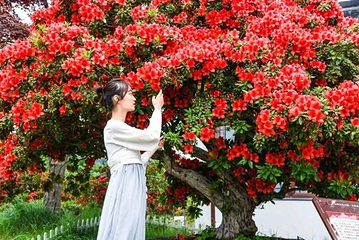 赛石·花朝园第 6 张图片