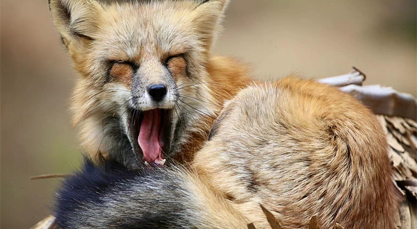 青岛森林野生动物世界