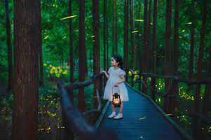 莫干山云起萤光水森林(萤火虫基地)