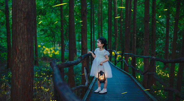 莫干山云起萤光水森林(萤火虫基地)