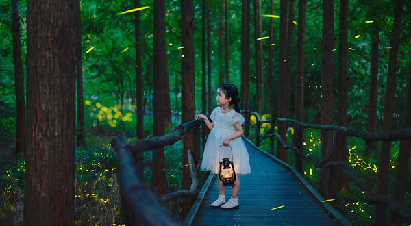 莫干山云起萤光水森林（萤火虫基地）--已下线