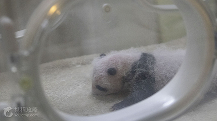 大熊猫月亮产房第 2 张图片