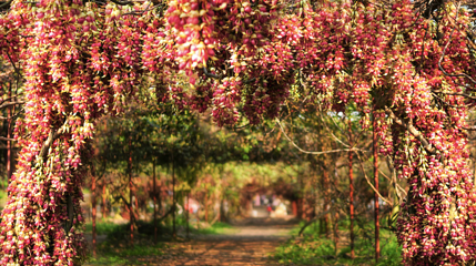清远市（市花）禾雀花基地第 1 张图片