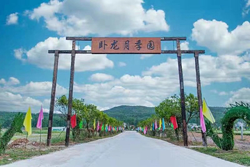 月季花海第 6 张图片