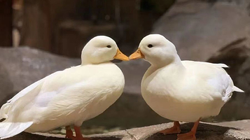 杰克船长的奇幻动物世界