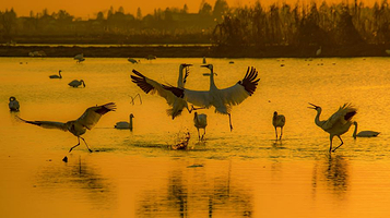 南昌五星白鹤保护小区